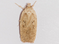 Agonopterix scopariella